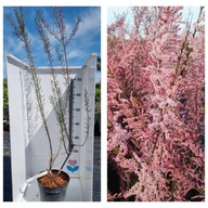 Tamaryszek Burza kwiatów 100cm Szybki wzrost sadzonka XXL C3. PIĘKNY !