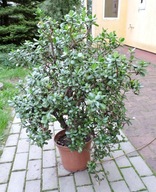 Drzewko szczęścia GRUBOSZ Crassula ovata - SUNSET -