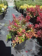 Berberys Admiration Bagalelle Goldalita Tiny Gold