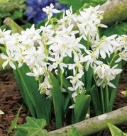 Czosnek Allium Neapolitanum sadzonka p9 wsadzamy po 3 sztuki miododajny