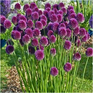 Czosnek główkowaty w doniczce sadzonka p9 mrozoodporny 10 cm miododajny