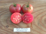 Pomidor Shapka Monomakha plenny rosyjski nasiona kolekcjonerskie