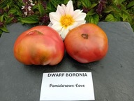 Pomidor DWARF Boronia bardzo pyszny niski idealny do donic samo kończący