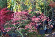 Klon dissectum pagodowy 11 letni japoński szczepiony zielony czerwony inny