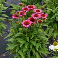 Jeżówka Purpurowa RÓŻOWA 50 sztuk sadzonki z gołym korzeniem po 1 zł