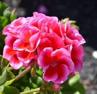 Pelargonia DUŻA Calliope Rose Splash