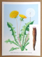 POCZTÓWKA - MNISZEK LEKARSKI - Wydana pod szyldem Rolimpex w j. franc.