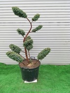 Bonsai ogrodowy z jałowca chińskiego 'BLUE ALPS' - 130 cm