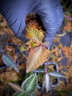 Ardisia Sanggau White Edge Roślina Terrarium Unikat ArkOfPlants