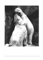 Pocztówka - Dwa niedźwiedzie polarne i miłość w ZOO ...