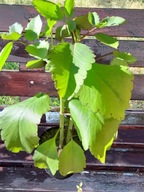 pinnata sadzonka żyworódka pierzasta duża zdrowa