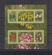 Rumunia ** - tulipany
