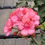 Pelargonia NOWA PEŁNA zonale Moonlight ROSE PICOTEE
