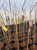 Judaszowiec kanadyjski CAROLINA SWEETHEART Cercis 140-160 cm