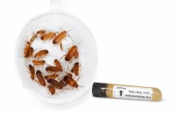 Zestaw pokarmowy dla mrówek Camponotus, Lasius , Crematogaster