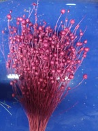 Len naturalny suszony bordowy dekoracje zboże susz kwiaty