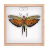 Szarańczak w gablotce Tropidacris cristata dux