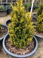 CIS POSPOLITY 'WASHINGTONII' WYS. 80CM 65L FOTKI