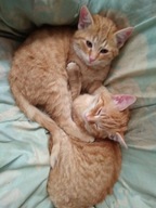 karta siemens simatic s5 6ES5306-7LA11