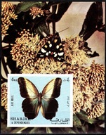 **831 FUJEIRA - MOTYLE