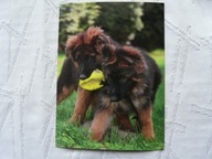 PIES Z PIŁECZKĄ,, ...