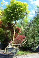 Sosna górska Dotti okaz 18 letnia przewieszona duża ekran inna