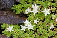 Rożeniec - Rhodiola trolli