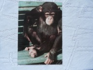 WARSZAWA ZOO SZYMPANS PIECZĄTKA Z ZOO