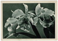 KWIATY ORCHIDEA STORCZYK