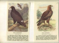 PTAKI -Litografia ptaków ,ORLIK GRUBODZIOBY,ORLIK KRZYKLIWY 2 x