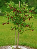 Agrest „Kapitan” na pniu – sadzonka pienna, prawie bez kolców