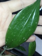 Hoya Hoja sp. NORTH OF THAILAND EPC 148 cięta