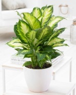 Dieffenbachia Difenbachia maculata camilla SADZONKA 25 cm