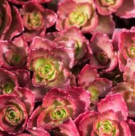 Rozchodnik Kaukaski Czerwony Sadzonki P9