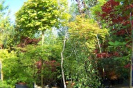 Brzoza yanga karłowy okaz jednostronie przewieszony na taras inna