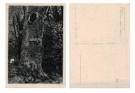 Pocztówka PRL Leon Wyczółkowski DĄB Cepelia Unikat 1951 rok