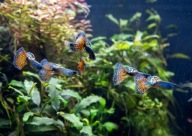 Rasowe weloniaste Gupiki Czerwona Mgławica 3 pary 2 m-ce hodowla nie import