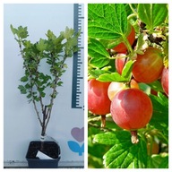 Agrest czerwony "Kamieniar" Pyszne Czerwone Owoce Zdrowa Sadzonka P9!