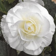 Begonia bulwiasta BIAŁA TUBBY WHITE