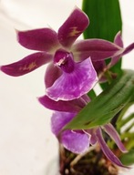 storczyk zygopetalum pachnie 30