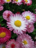 Stokrotka Ogrodowa Biała KWITNIE CAŁE LATO Ładne Sadzonki P8 w doniczce