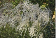 Miskant chiński Champagner - doda ogrodowi lekkości, elegancji i ruchu.