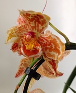 storczyk oncidium cambria 5