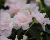 Niecierpek PÓŁ PEŁNY New-Guinea Wild Romance BLUSH PINK piękne KWIATY