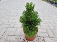 PIĘKNA PREMIERA Sosna bośniacka 'Perfect Form' TYLKO U NAS