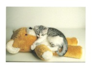 Pocztówka - Koteczka przytulona do pluszowego misia