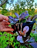 Dąbrówka rozłogowa, purpurowa