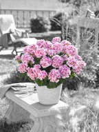 Pelargonia zonale Dolce Vita Linus Pink Eye