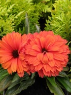 Jeżówka SunSeekers Mineola - pełne, pomarańczowe kwiaty sadzonka 1,5L