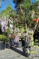 Wisteria glicynia niebieska Ibi okaz 240 cm szczepiona inna